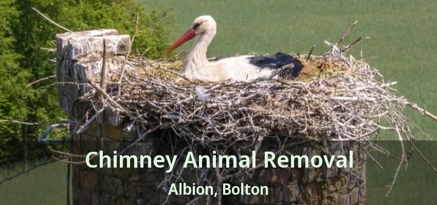 Chimney Animal Removal Albion, Bolton - ON