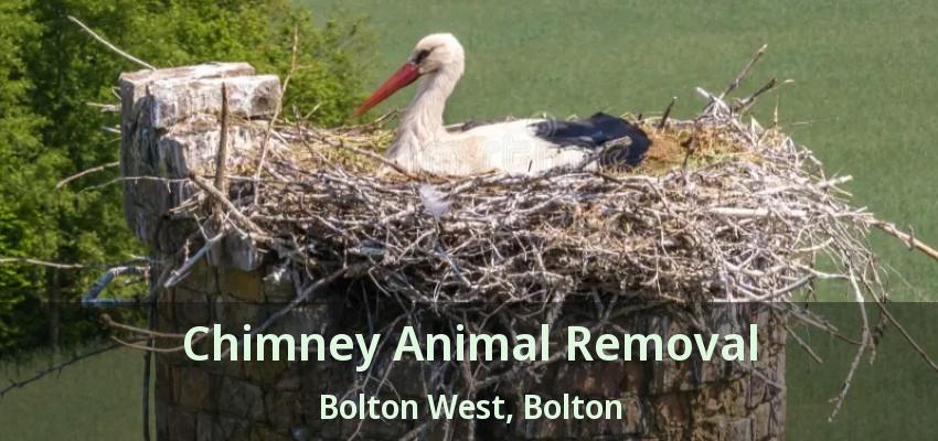 Chimney Animal Removal Bolton West, Bolton - ON