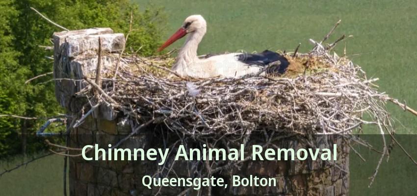 Chimney Animal Removal Queensgate, Bolton - ON