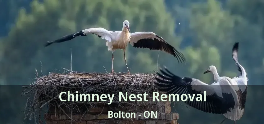 Chimney Nest Removal Bolton - ON